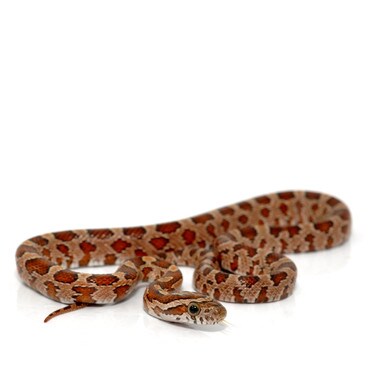 Carolina Corn Snake
